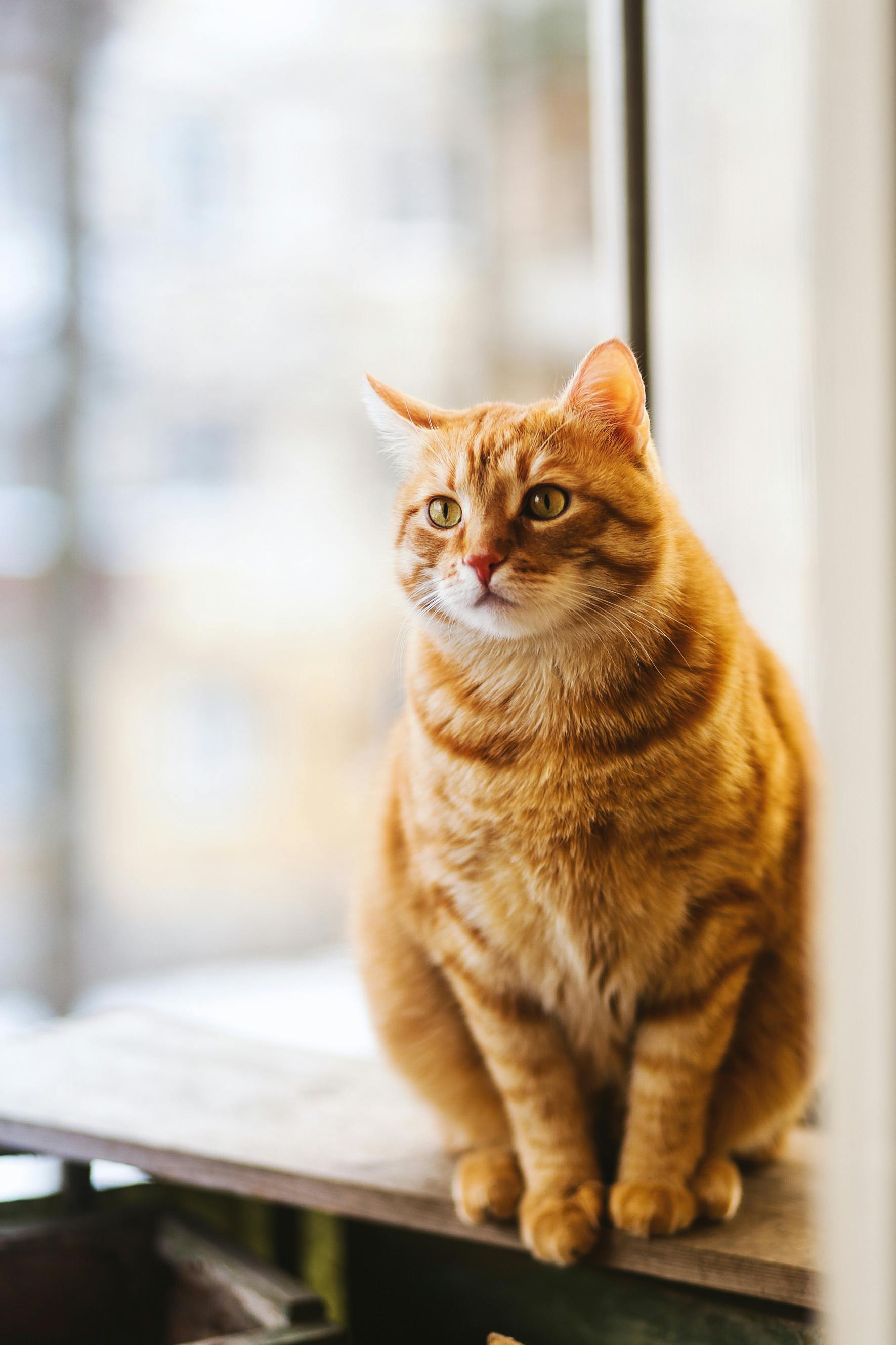 Smile Cat