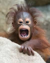Monkey