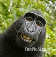 monkey laughing