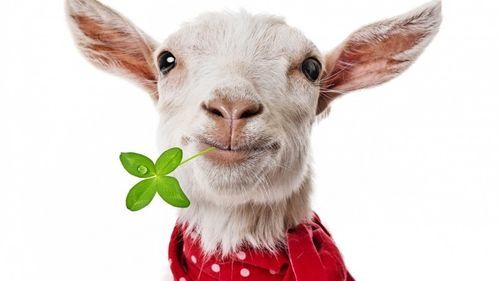 funny goat wallpaper