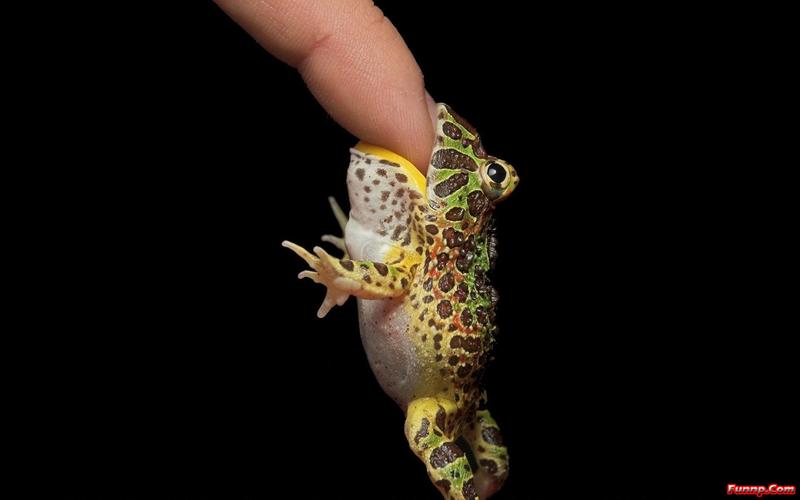 frog bite finger funny wallpaper