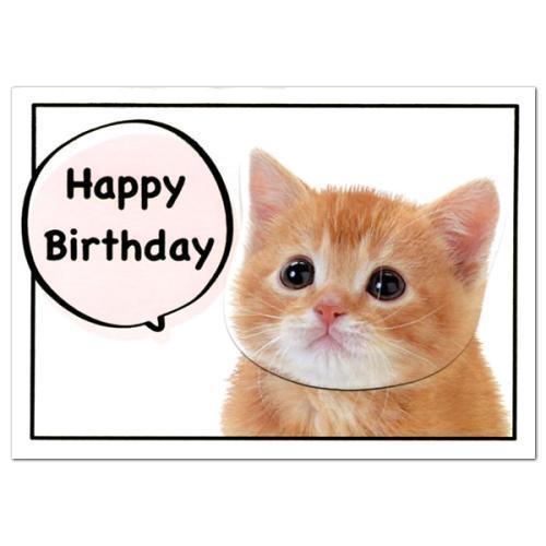 cat happy birthday