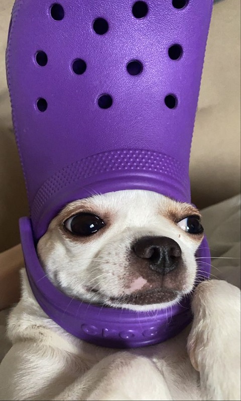 funny dog