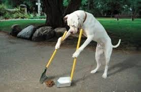funny dog shovel shit