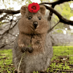 Let It Dancing
